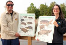 Jack Hoggarth from Curve Lake Cultural Centre and Meredith Carter from Otonabee Conservation hold up Anishinaabemowin mikinaak (turtle) education signs at the Curve Lake First Nation Mshkiigag Wetlands. (Photo courtesy of Otonabee Conservation)