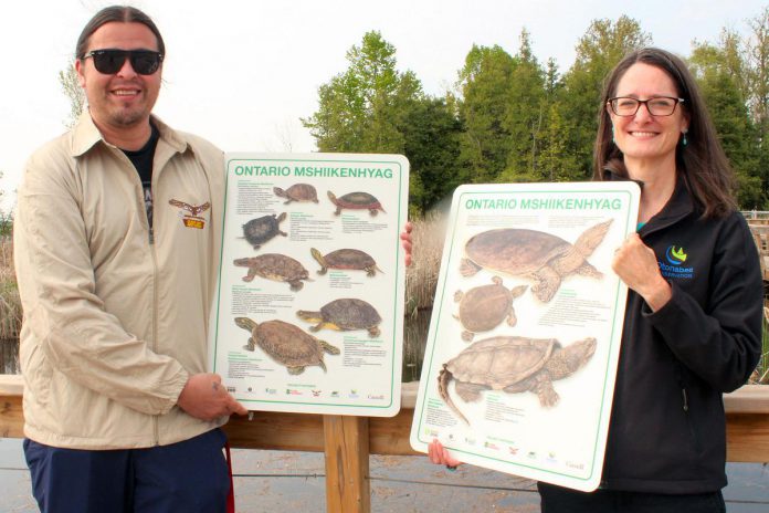 Jack Hoggarth from Curve Lake Cultural Centre and Meredith Carter from Otonabee Conservation hold up Anishinaabemowin mikinaak (turtle) education signs at the Curve Lake First Nation Mshkiigag Wetlands. (Photo courtesy of Otonabee Conservation)