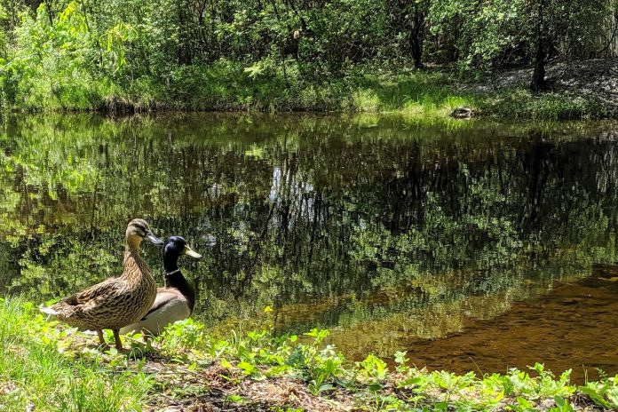 The meandering stream that runs through Ecology Park and Beavermead Park, both freely accessible public spaces nestled alongside the alcoves of Little Lake in Peterborough where you can regularly see ducks, turtles, and other wildlife using the water. (Photo: Bruce Head / kawarthaNOW)