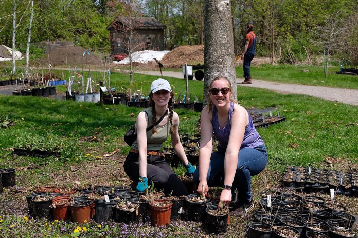 Two teacher candidates from Trent University's Learning Garden program get their hands dirty at Peterborough's Ecology Park in a practical workshop led by Vern Bastable, director of Ecology Park and landscape programs. Earlier in the week, teacher candidates were given workshops by Karen O'Krafka, program coordinator of Ecology Park programs on environmental education. (Photo: Lili Paradi / GreenUP)