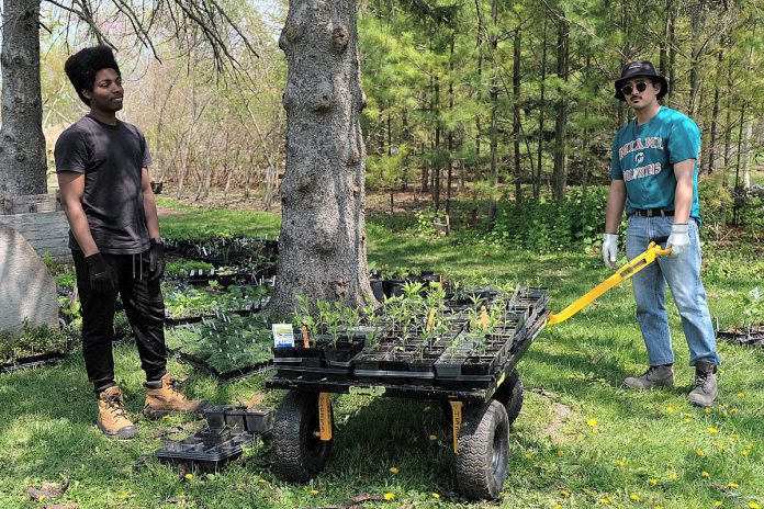 Symon Edmead (left), summer landscaping staff at Peterborough's Ecology Park, and a teacher candidate from Trent University's Learning Garden program (right) work together to prepare the young plants for Ecology Park's Native Plant & Tree Nursery's Annual Spring Opening Event on May 20, gaining valuable experience about identification, plant life cycles, and garden management in the process. (Photo: Lili Paradi / GreenUP)
