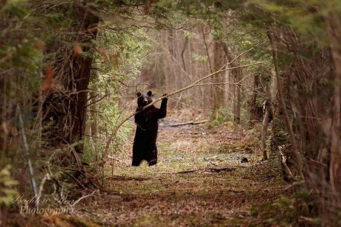 This photo by Karen Suggitt of Baddow Road Photography of a black bear playing with a sapling in the woods in Kawartha Lakes was our top Instagram post for April 2023. (Photo: Karen Suggitt @karen_suggitt / Instagram)