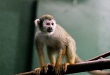Canada's only free-admission accredited zoo, Peterborough's Riverview Park & Zoo is home to more than 150 animals and over 40 species, including squirrel monkeys. (Photo: Riverview Park and Zoo)