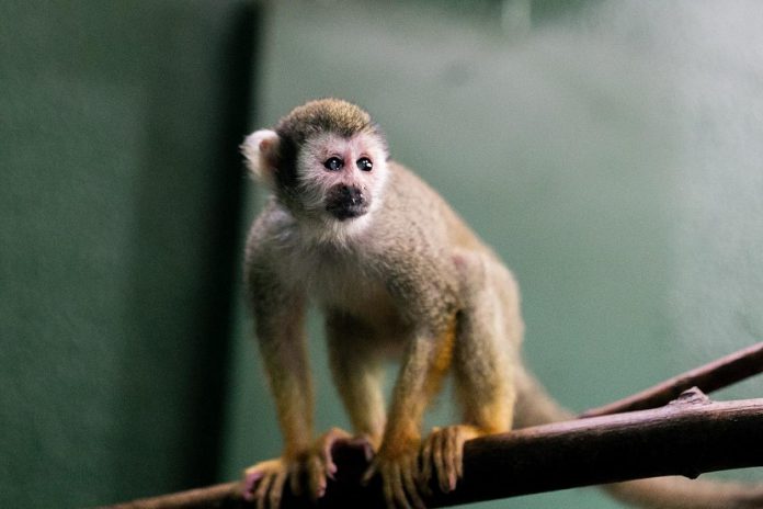 Canada's only free-admission accredited zoo, Peterborough's Riverview Park & Zoo is home to more than 150 animals and over 40 species, including squirrel monkeys. (Photo: Riverview Park and Zoo)