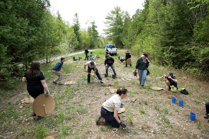 Ontario Parks staff team up with Collective Arts Brewing to plant new trees at Balsam Lake Provincial Park in Kawartha Lakes. Like many provincial parks in southern Ontario, Balsam Lake's forests have been affected by the emerald ash borer. (Photo courtesy of Ontario Parks)