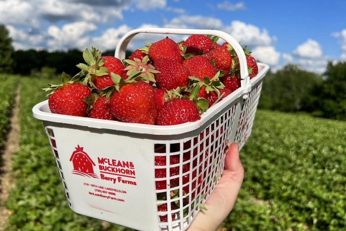 Fresh-picked strawberries from McLean & Buckhorn Berry Farms in Selwyn Township. (Photo: McLean & Buckhorn Berry Farms)