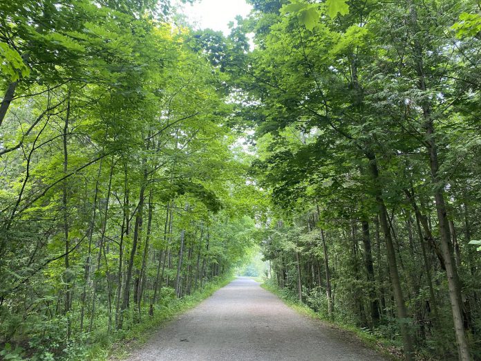 Otonabee Conservation's Jackson Creek trail system is a 4.2-kilometre multi-use flat and wide trail bed that offers young cyclists a safe, structured path to learning stability, navigation, and route-planning. (Photo: Natalie Stephenson / GreenUP)