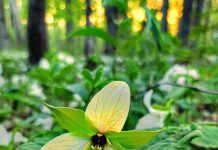 This photo of a yellow trillium at sunset at Millbrook Valley Trails by Kirk Hillsley was our top Instagram post for May 2023. (Photo: Kirk Hillsley @kirkhillsley / Instagram)