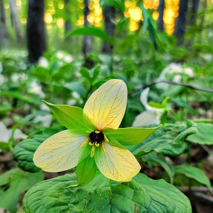 This photo of a yellow trillium at sunset at Millbrook Valley Trails by Kirk Hillsley was our top Instagram post for May 2023. (Photo: Kirk Hillsley @kirkhillsley / Instagram)