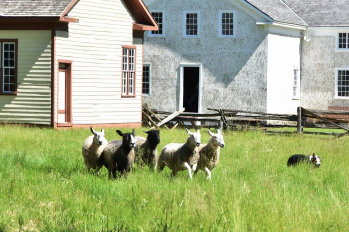 Along with antique tractors and  steam engines, smoke and steam collectibles, historic demonstrations, tractor and wagon tours, visitors to Lang Pioneer Village Museum's 26th annual Father's Day Smoke & Steam Show on June 18, 2023 can also visit the farm animals on loan from Harley Farms in Keene all summer.  (Photo courtesy of Lang Pioneer Village Museum)