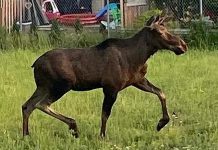 A moose in the south end of Lindsay on June 29, 2023. (Photo: Kawartha Lakes Police Service)