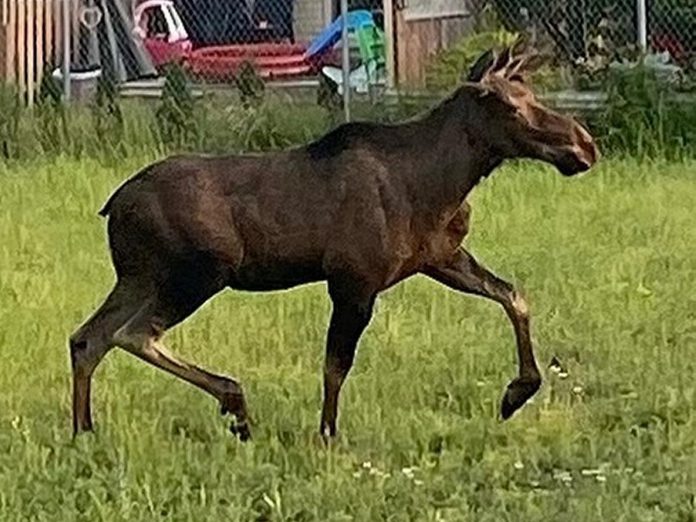 A moose in the south end of Lindsay on June 29, 2023. (Photo: Kawartha Lakes Police Service)