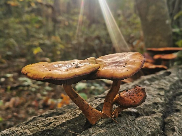 "Lessons from the Land" features two guided nature walks through Beavermead Park led by Patricia Wilson, of Diverse Nature Collective. Advance registration is required. (Photo: Diverse Nature Collective)