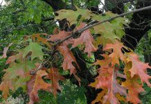 Signs an oak tree may be infected with the oak wilt fungus include the appearance of dull green, brown, or yellow leaves, as well as an early and sudden leaf drop. (Photo: Ryan Armbrust, Kansas Forest Service)
