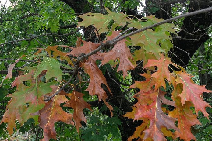 Signs an oak tree may be infected with the oak wilt fungus include the appearance of dull green, brown, or yellow leaves, as well as an early and sudden leaf drop. (Photo: Ryan Armbrust, Kansas Forest Service)