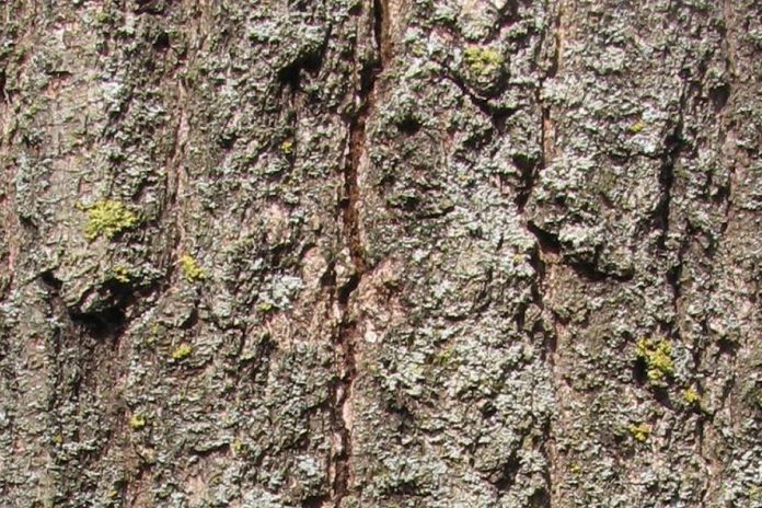 igns an oak tree may be infected with the oak wilt fungus include cracks in the trunk, as well as evidence of white, grey, or black fungus. (Photo: Joseph O'Brien, USDA Forest Service)