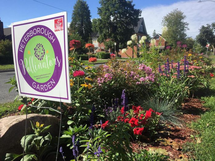 One of the many public and private pollinator gardens in the City of Peterborough, which will be proclaiming June 19 to 25 as Pollinator Week in the city and reaffirming the city's status as a Bee City to kick off a two-hour bike tour of the city's pollinator gardens hosted by Peterborough Pollinators. (Photo: Peterborough Pollinators)