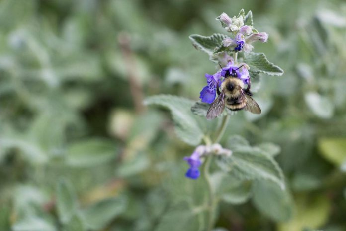 A bumblebee on dwarf catnip, one of the many pollinator-friendly plant species growing in downtown Peterborough's Millennium Park. In June 2022, the City of Peterborough was designated as a 'Bee City' by Bee City Canada. The certification program recognizes cities who commit to expanding pollinator habitat, increasing public education on the benefits of pollinators, and annually celebrating National Pollinator Week. (Photo: Ben Wolfe)