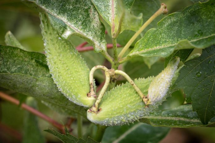 Once considered an undesirable weed, common milkweed is now recognized as critical habitat for monarch butterflies and a superb attractor of pollinators when it flowers earlier in the season. It is a welcome addition to any pollinator garden. (Photo: Ben Wolfe)