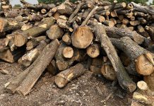 The City of Peterborough's bulk wood annual sale includes 250 to 300 trees of various sizes, averaging 18 inches in diameter, removed from municipal property by the city's forestry staff. The submission deadline for quotes is July 7, 2023. (Photo courtesy of City of Peterborough)