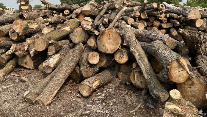 The City of Peterborough's bulk wood annual sale includes 250 to 300 trees of various sizes, averaging 18 inches in diameter, removed from municipal property by the city's forestry staff. The submission deadline for quotes is July 7, 2023. (Photo courtesy of City of Peterborough)