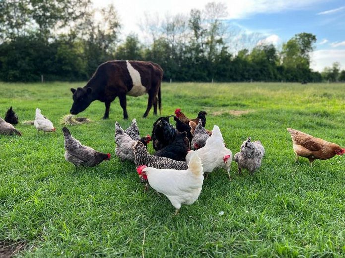 After Ashley Foreman and Chris Duff began their hobby farm Duff Acres with a couple of cows from a family friend, they built a pasture, added four chickens, and created a big produce garden. In addition to laying hens, the couple now have meat chickens as well as turkeys. (Photo: Ashley Foreman)