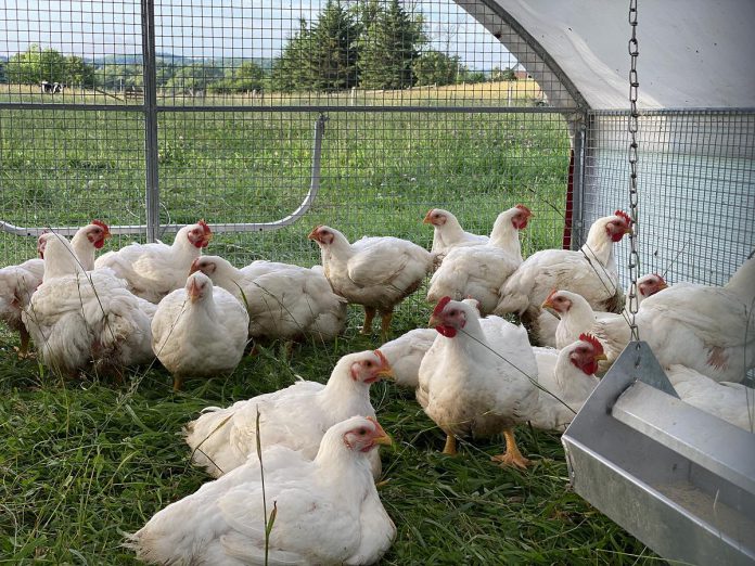 When Ashley Foreman and Chris Duff began their hobby farm Duff Acres, they began selling eggs from their laying hens. Last year, they began selling meat chickens and are doubling the number this year. They've also recently added more hens to keep up with the demand for eggs. (Photo: Ashley Foreman)