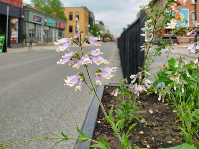 A native wildflower, hairy beardtongue brings delicate purple blossoms Renaissance on Hunter in downtown Peterborough. (Photo: Tegan Moss / GreenUP)