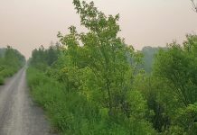 A view of the Trans Canada Trail system off of Jackson Creek Trail in Peterborough during one of this summer's smoke-filled days caused by wildfires in Quebec and northeastern Ontario. As a result of climate change, Canadian ecosystems are becoming drier and the severity and length of the wildfire season is increasing. (Photo: Lili Paradi / GreenUP)