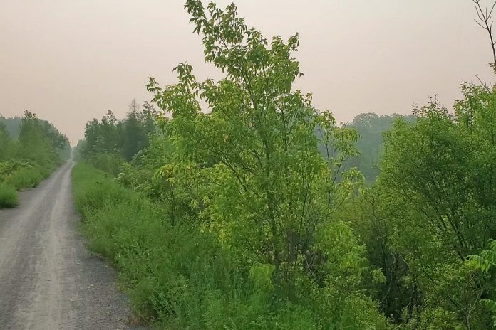 A view of the Trans Canada Trail system off of Jackson Creek Trail in Peterborough during one of this summer's smoke-filled days caused by wildfires in Quebec and northeastern Ontario. As a result of climate change, Canadian ecosystems are becoming drier and the severity and length of the wildfire season is increasing. (Photo: Lili Paradi / GreenUP)