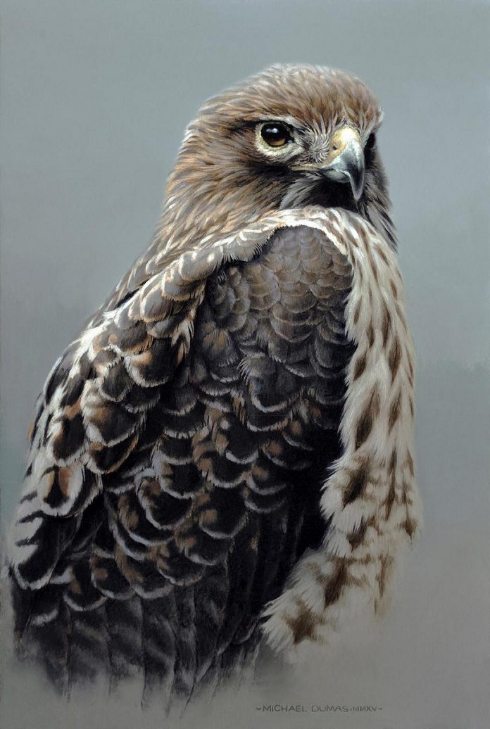 A red-tailed hawk is the subject of Michael Dumas's 2015 oil painting "Watchful". (Photo courtesy of Artists for Conservation)