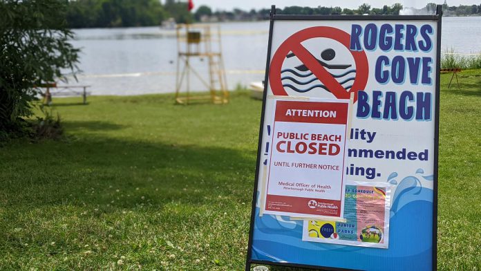 Both beaches at Rogers Cove and Beavermead Park in the City of Peterborough have been closed since July 14, 2023 due to a suspected harmful blue-green algae bloom, which was confirmed on July 21.  (Photo: Bruce Head / kawarthaNOW)
