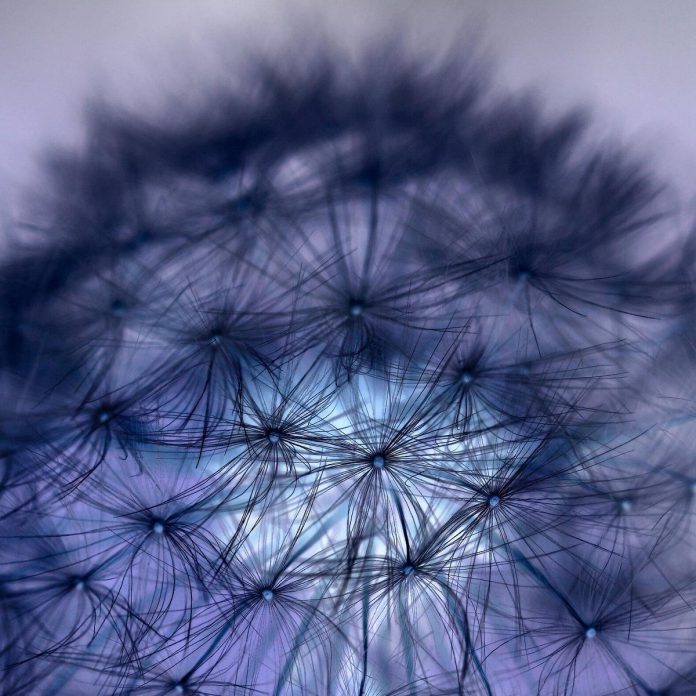 An abstract photo of a dandelion by Kawartha Lakes photographer Stan Wojtaszek, whose work is now on display at the Bobcaygeon branch of the Kawartha Lakes Public Library along with work by artist Judy Jackett, until the end of January. (Photo:  Stan Wojtaszek)
