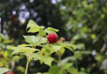 Wild raspberry (Rubus idaeus), called Miskomin in Anishinaabemowan, produces berries similar to the cultivated ones you find in grocery stores. They are delicious fresh or in various jams or jellies. As well, a mild tea can be brewed from the plant's leaves. (Photo: Jessica Todd / GreenUP)