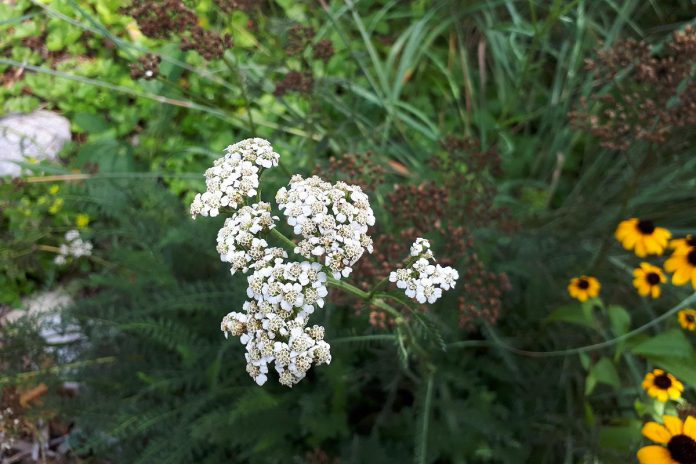 Yarrow (Achillea millefolium), called Ajidamoowaanow in Anishinaabemowin, is a heat-tolerant plant that is good for cutting, fresh or dried. It was used as a traditional medicine by Indigenous peoples because of its astringent properties and its leaves can be added to salad or brewed as tea. (Photo: Hayley Goodchild / GreenUP)