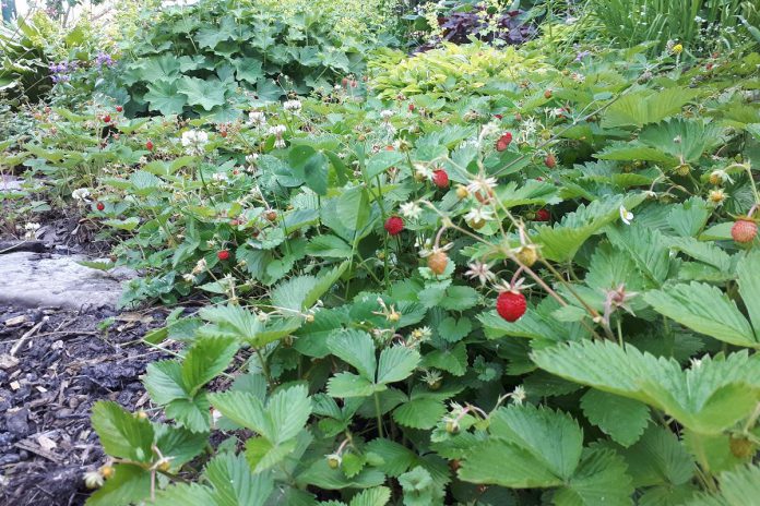 Wild strawberry (Fragaria virginiana), called Ode'imin in Anishinaabemowin, is a native plant to Ontario that produces tiny, edible berries with wonderful flavour. (Photo: Hayley Goodchild / GreenUP)