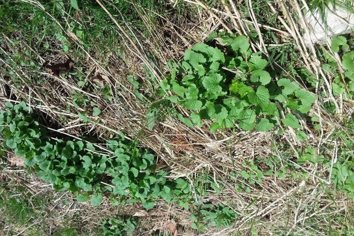 Garlic mustard (Alliaria petiolata), is an edible herb native to Europe. Since its introduction to Ontario, it has spread throughout the province as an aggressive forest invader that threatens biodiversity. When processed, garlic mustard leaves make a great pesto. (Photo: GreenUP)
