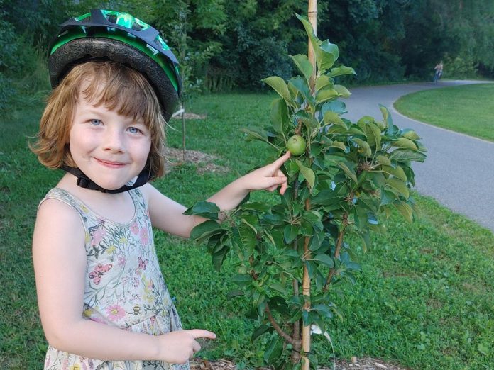 A young Peterborough resident attends an Orchard Stewardship event led by GreenUP, Nourish, and supported by the City of Peterborough and points out an apple growing from a community tree. (Photo: Laura Keresztesi / GreenUP)