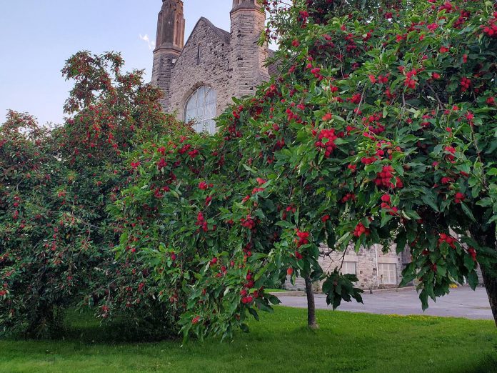 Crab apple trees outside Trinity Centre in Peterborough. While crab apples are too tart to eat raw, they have an intense apple flavour when cooked. Because they have a high pectin content, they are also great for jam and jellies. Remember to ask for permission before foraging on private property. (Photo: Szilvia Paradi)