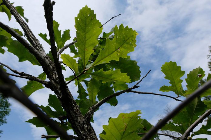 The burr oak (Quercus macrocarpa) is a slow-growing giant that, in time, will produce food for many species of animals. The long-lived tree will sequester carbon for many decades. (Photo: Lili Paradi / GreenUP)