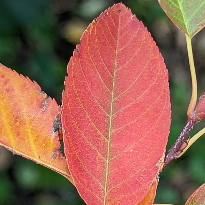 Serviceberry (Amelanchier) are deciduous trees or shrubs found throughout Ontario as far north as James Bay. They have edible fruits, are a fall foliage interest tree, and  are an excellent choice for landscaping as single trees or hedges. (Photo: Vern Bastable / GreenUP)