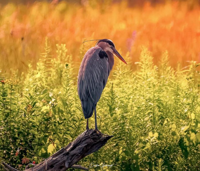 This stunning photo of a Great Blue Heron on the banks of the Otonabee River by Caroline Goodenough was our top Instagram post for July 2023. (Photo: Caroline Goodenough @goodenough.images / Instagram)