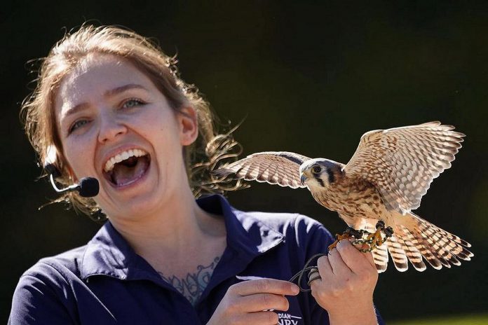 Royal Canadian Falconry at the 2022 Kawartha Fall Festival at Ken Reid Conservation area with Laima, a female American kestrel. The Haliburton-based family-owned small business will return to the second annual festival on September 23, 2023 for a birds of prey demonstration. (Photo: Royal Canadian Falconry / Facebook)