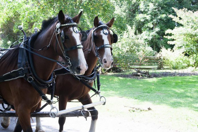 Hop aboard a free horse-drawn wagon ride and tour Lang Pioneer Village Museum in Keene during the historic village's Corn Roast event on August 27, 2023. (Photo: Michael Hurcomb)