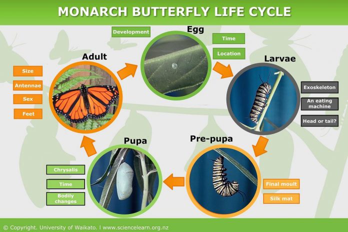 The life cycle of the monarch butterfly. (Graphic: University of Waikato)