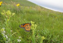 Monarch butterfly populations have been decreasing along with the decrease of milkwood plants, which have been destroyed as unwanted weeds with herbicides or other methods. The milkweed plant is critical for the survival of the monarch butterfly, as monarch caterpillars feed exclusively on milkweed leaves. (Photo: U.S. Fish and Wildlife Service)