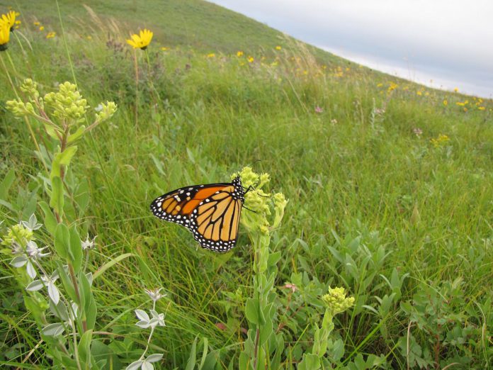 Monarch butterfly populations have been decreasing along with the decrease of milkwood plants, which have been destroyed as unwanted weeds with herbicides or other methods. The milkweed plant is critical for the survival of the monarch butterfly, as monarch caterpillars feed exclusively on milkweed leaves. (Photo: U.S. Fish and Wildlife Service)