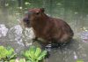 Pablo enjoying the water at Riverview Park and Zoo in Peterborough. The 10-year-old capybara passed away on August 29, 2023 from complications arising from several age-related conditions. (Photo: Riverview Park and Zoo)