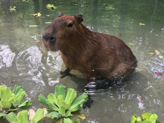 Pablo enjoying the water at Riverview Park and Zoo in Peterborough. The 10-year-old capybara passed away on August 29, 2023 from complications arising from several age-related conditions. (Photo: Riverview Park and Zoo)