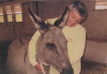 On August 20, 2023, PrimRose Donkey Sanctuary's Sheila Burns and will be celebrating the birthday of the sanctuary's late namesake donkey. PrimRose the donkey was 20 years old in 1994 when Burns adopted her before founding the Roseneath sanctuary in 2001. By the time PrimRose passed away in 2021 in her 47th year, Burns and volunteers were caring for more than 60 donkeys, mules, and other animals at the sanctuary. (Photo courtesy of PrimRose Donkey Sanctuary)